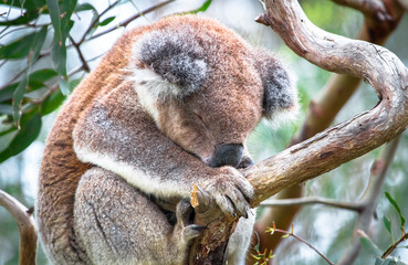 An adult koala (Phascolarctos cinereus) sleeping in a eucalyptus tree in the Great Otway National Park, Victoria, Australia.