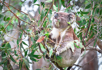 An adult koala (Phascolarctos cinereus) eating eucalyptus leaves in the Great Otway National Park, Victoria, Australia. © Kevin
