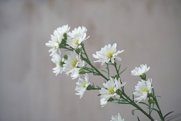 beautiful cutter flowers on blur grey background