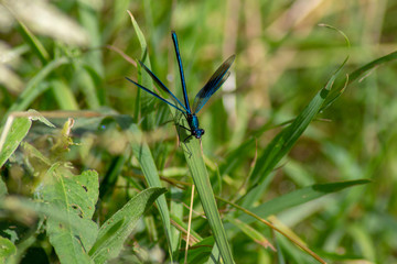 Libelle