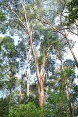 Fototapeta premium Eucalyptus trees in the Great Otway National Park, Victoria, Australia.