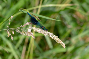 Libelle