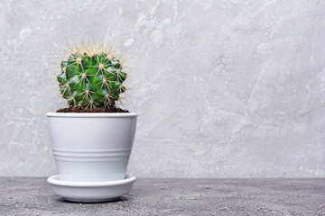 Single small green cactus in white flower pot with copy space