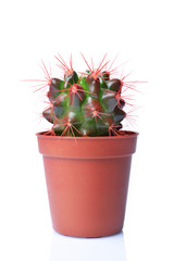 Single small green cactus in brown flower pot