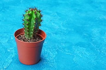 Single small green cactus in brown flower pot with copy space