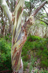 Snow gum tree(Eucalyptus pauciflora) in Baw Baw National Park, Australia.