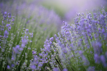 Lavender flowers in lavender field. summer purple lavender field. soft focus the field for background.