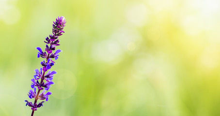 Purple herbal flower background