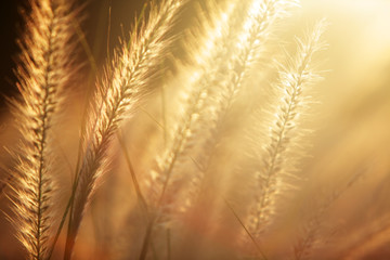 reed grass with golden sunset light background. - obrazy, fototapety, plakaty