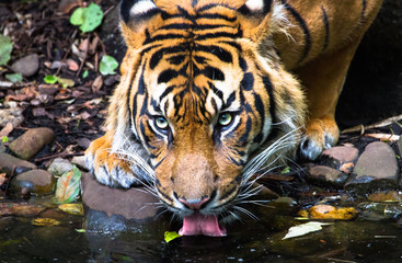 An adult Sumatran tiger (Panthera tigris sumatrae) drinking water from a pond.
