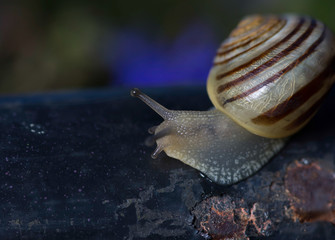 Snail