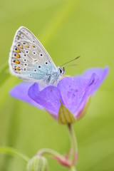 Geranium Argus - Aricia eumedon, beautiful small blue butterfly from European meadows.
