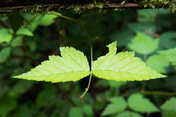 Leaf