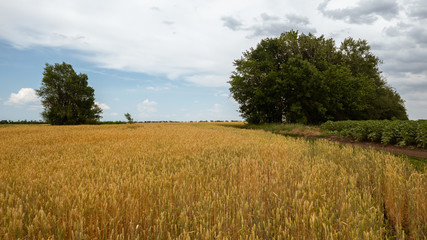 Fototapeta premium field of wheat on a clear summer day