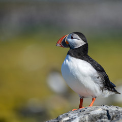 Colorful Atlantic Puffin or Comon Puffin Fratercula Arctica in Northumberland England on bright...