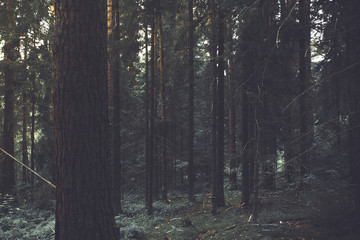 coniferous forest