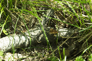 fallen birch trunk in fresh grass in spring forest