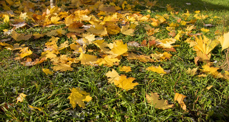 autumn park, on the maple leaves of fallen on green grass lies hoarfrost. The dawn, the sun's rays, are drowning the snow. Last warm days.