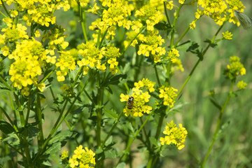 bee flying over flowers on the field Bittercress