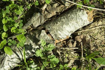 fallen birch trunk in fresh grass in spring forest