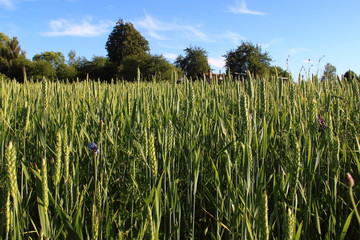 Wheat field - ripening green ears and stems of wheat, against the background of trees and blue sky with white clouds