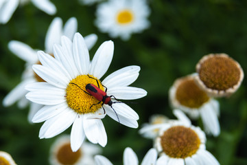 Obraz premium Red beetle on a yellow white flower, close up