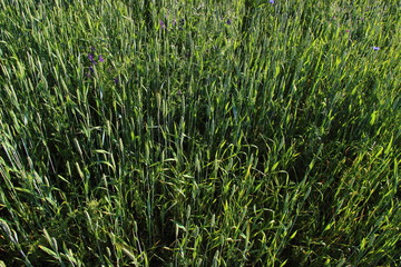 The wheat field - is ripening of the green ears of corn and stalks of wheat, top view