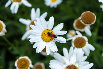 Red beetle on a yellow white flower, close up