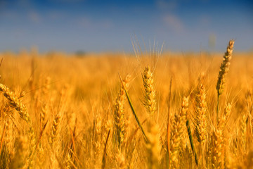 Naklejka premium golden Wheat closeup