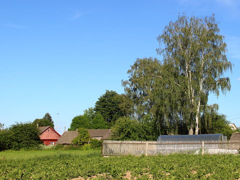 Rural village landscape - sprouting potato garden on the background of an old wooden fence, greenhouse, barn and green birch