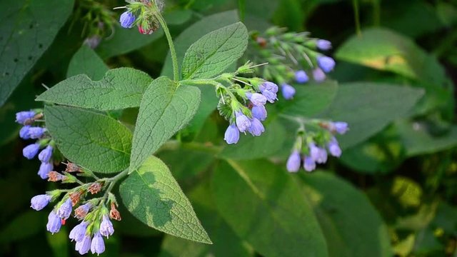 Symphytum officinale, common comfrey, true comfrey, Quaker comfrey