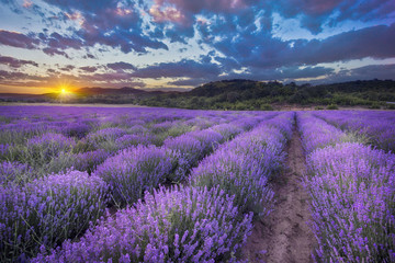 Fototapeta na wymiar Beautiful sunset lavender field summer landscape near Burgas, Bulgaria. Looks like Provence France