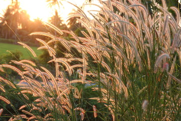 grasses with sunset light