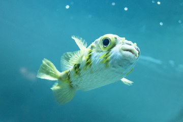Southern globefish in blue water.

