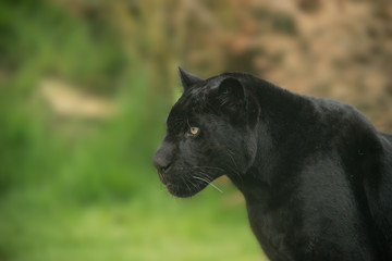 Naklejka na ściany i meble Beautiful portrait of black panther panthera pardus in colorful landscape