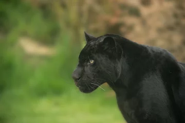 Fototapeten Schönes Porträt des schwarzen Panthers Panthera Pardus in bunter Landschaft © veneratio