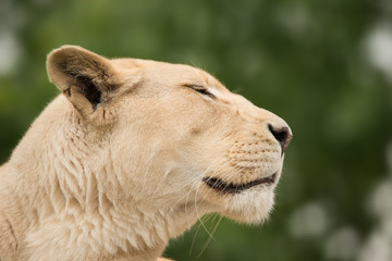 Beautiful close up portrait of white Barbary Atlas Lion Panthera Leo