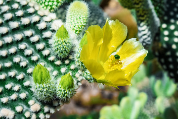 Cactus flower begins to bloom. Cactus opuntia microdasys.