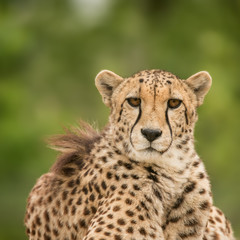 Beautiful close up portrait of Cheetah Acinonyx Jubatus in colorful landscape