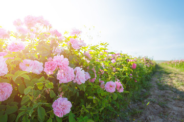 pink rose bush closeup on field background