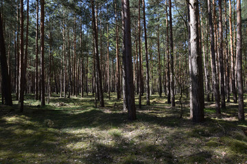 pine forest in germany 