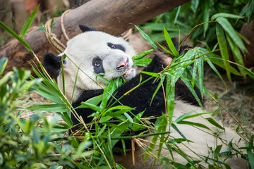 Crédence de cuisine en verre imprimé Panda Giant funny panda on his back and eating green bamboo leaf in Zoo