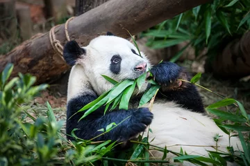 Papier Peint photo autocollant Panda Giant panda is eating green bamboo leaf