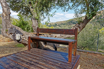 scenic view from wooden terrace under an old olive tree