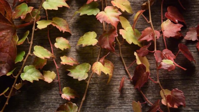 Herbst Autunno Oto&ntilde;o Jesień ősz Automne Efter&aring;r Herfst &phi;&theta;&iota;&nu;ό&pi;&omega;&rho;&omicron; Autumn video Herfs