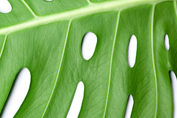 Big green leaf of Monstera plant on white background