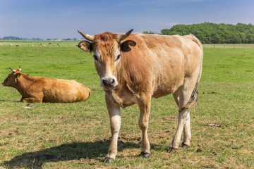 Naklejka na ściany i meble Limousin cow in the landscape of Texel island, The Netherlands