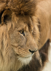 Beautiful intimate portrait image of King of the Jungle Barbary Atlas Lion Panthera Leo