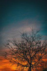 Orange and blue colors of a sunset with the silhouette of leaves and trees without leaves