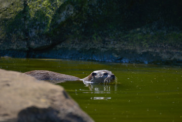 World's smallest Otter, Asian Small-Clawed Otter Aonyx Cinerus on rocks in sunlight